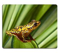 YENDOSTEEN Cojín de ratón, Juego Cojín de ratónHarlequin Poison Dart Frog o Dendrobates histrionicus
