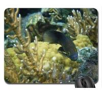 YENDOSTEEN Cojín de ratón temático del Juego de los Pescados, cojín de ratón de los Pescados del filón, Mousepad