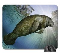 YENDOSTEEN Cojín de ratón temático del Juego de los Pescados, cojín de ratón de Peixe BOI, Mousepad