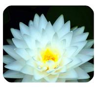 YENDOSTEEN Colorido Hermosa Fantasía Encantadora Arte Único Flor Linda Agua NINFA Loto Aceite Acuarela Pintura Rectángulo Mousepad Personalizar Mousepad