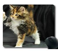 YENDOSTEEN Estera del ratón, cojín de ratón del Gato del Animal del Gatito Maine Coon, Estera del ratón para la computadora cat104