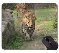 YENDOSTEEN Gaming Mouse Pad, Animal Cat Family Leopard Mouse Pads