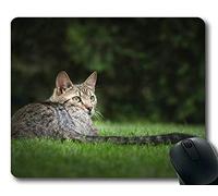 YENDOSTEEN Gaming Mouse Pad, Blue Cat Grass Mouse Pad, Alfombrilla de ratón para computadora Gato 349