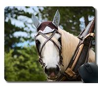 YENDOSTEEN Gaming Mouse Pad Custom, Animal Animal Photography Cavalry with Stitched Border