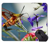 YENDOSTEEN Gaming Mouse Pad Custom, Colibrí Moth Sphinx Butterfly Mouse Pad