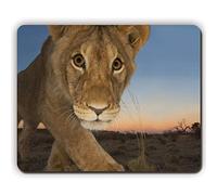 YENDOSTEEN Gaming Mouse Pad mousemat Mouse Pad, Baby Lion, Game Office Mousepad P0878