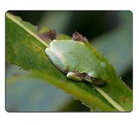 YENDOSTEEN Gaming Mouse padmouse Mat Gray Tree Frog Hyla SP Material de Caucho Natural PM014183