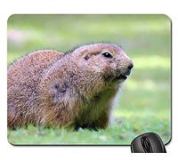 YENDOSTEEN Juego Alfombrillas de ratón, Alfombrilla de ratón, Prairie Dog Wildlife Park Roedores Piel Naturaleza