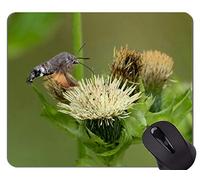 YENDOSTEEN Mouse Pad Personalizar, colibrí Moth Cola Cola búho Juegos Alfombrillas de ratón