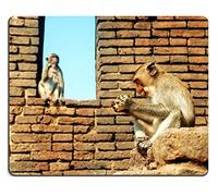 YENDOSTEEN Tapetes Mono Madre y su Hijo sentados en la Pared en el Templo por Tony Mat Customized Desktop Laptop Gaming Mouse Pad