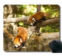YENDOSTEEN Yanteng Gaming Mouse Pad con Borde Cosido, Tobillo Zoo Little Panda Chicago, Alfombrilla para ratón, Base de Goma Antideslizante para computadora portátil