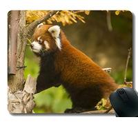 YENDOSTEEN Yanteng Mouse Pad con Borde Cosido, zoológico de la Escuela Little Panda Chicago, Alfombrilla para ratón, Base de Goma Antideslizante, Alfombrilla para computadora portátil, computadora