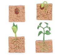 Yeory Kit de Ciclo de Vida Toy Montessori, 4 Piezas de Juguetes de Ciclo de Vida para niños, Modelo de Proceso de Crecimiento de Plantas simulado, Kit de Cultivo de Plantas de Semillas, Ciencia