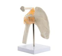 Yessetry de anatomía de la articulación del hombro, corporal para la educación escolar, funcional de la articulación del hombro