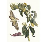 YIMACBJXX Famoso Cuadro Arte Pared Pintura Decorativa Zursak di Maria Sibylla Merian para la Decoración de la Sala de Estar 60x90cm