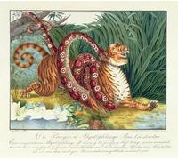 YIMACBJXX Famoso Lienzo Imagen Art Painting Art Cuadro la tigre e il boa constrictor di Aloys Zötl para Decoraciones del Hogar 60x90cm