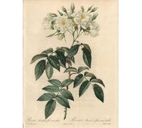 YIMACBJXX Famoso Lienzos Fotos Póster de Lienzo Rosa canina con fiori doppi Eau Forte De Charlin Da un'illustrazione di Pierre Redouté para la Decoración del Hogar del Dormitorio 60x90cm