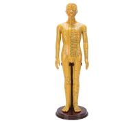 Yinhing Modelo de Acupuntura, Modelo de Punto de Acupuntura Humano de Cuerpo Completo con Marcas Precisas y Brazos Giratorios 360, Soporte Antideslizante Reforzado, para Enseñanza de (Masculina)