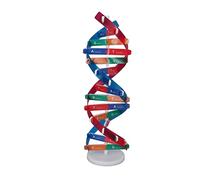 Yinhing Modelo Educativo de ADN Humano para Niños Juguete de Montaje en Espiral Doble Colorido Ideal para Cumpleaños Navidad Mejora la Creatividad Comprensión Científica