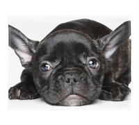 YISUMEI - Manta de forro polar suave - Bulldog francés negro, manta de 125 x 200 cm, apta para sofá o cama