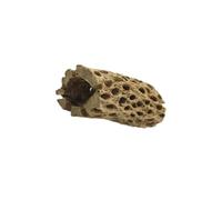 YIUPEDRFG Rama de dragón Barbudo, Cangrejo ermitaño trepador, Que Ofrece un Entorno Seguro y Divertido para la decoración de peceras, Adorno para Acuario, Cueva para Reptiles, Cueva Resina para