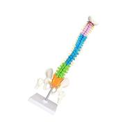 YIXANNX Modelo anatómico de Columna Vertebral, Modelo Flexible de Columna Vertebral para educación temprana, recursos didácticos para Estudiantes Medicina en el hogar