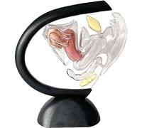 YKMYXZ anatomía, Modelo de útero Transparente Humano - Modelo de órganos Reproductores Femeninos - Estructura ovárica Visible - Enseñanza del útero Ginecología anatómica Médico Paciente