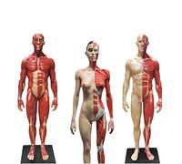 YNIYUJKL 3 Piezas De Figuras De Anatomía Humana - Figuras De Maniquí De Anatomía Masculina Y Femenina De 30 Cm para Dibujo - Modelo Anatómico De Esqueleto Muscular Humano - Referencia