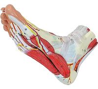 YNIYUJKL Anatomía del Pie, Esqueleto con Músculos, Nervios Y Arterias, 9 Piezas Extraíbles Y Numeradas, Modelo Óseo del Pie para Estudio En La Consulta.