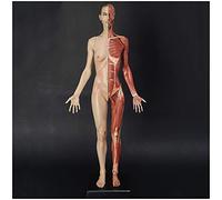 YNIYUJKL Figura De Maniquí De Anatomía Humana para Dibujo - Modelo Anatómico De Esqueleto Muscular Humano De 23,6 Pulgadas/60 Cm. Modelo De Referencia De Huesos Y Músculos Humanos para