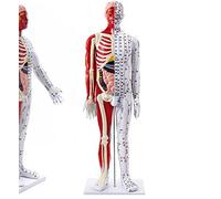 YNIYUJKL Maniquí De 85 Cm, Modelo Médico De Acupuntura, Modelo Anatómico Muscular Masculino con Inscripciones Precisas De Puntos Meridianos, Soporte Y Manual En Inglés sobre Puntos Mer