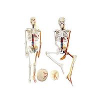 YNIYUJKL Maniquí De Esqueleto Humano. Maniquí De Esqueleto Humano con Cráneo Desmontable Y Mandíbula Articulada, con Nervios, Venas Y Arterias. Uso Médico, Ideal para El Estudio Y La E
