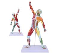 YNIYUJKL Modelo Anatómico De Hombre Musculoso: Sistema Muscular En Miniatura para La Enseñanza Y Explicación del Arte, Tamaño 1/4 del Tamaño Real.