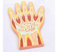 YNIYUJKL Modelo Anatómico De La Estructura De La Sección del Músculo Esquelético De La Articulación De La Mano. Se Utiliza En La Enseñanza Médica Y En La Comunicación Médico-Paciente.