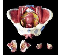 YNIYUJKL Modelo Anatómico De La Pelvis Femenina, Modelo Perineal Humano A Escala 1:1 con Músculos del Suelo Pélvico Y Órganos Desmontables. Herramientas Didácticas.