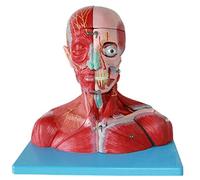 YNIYUJKL Modelo Anatómico del Cuerpo Humano, Esqueleto, Modelo Educativo con Ensamblaje, Cuello, Gafas, Nervios Y Cerebro, Músculos del Cuerpo Humano En Plástico.
