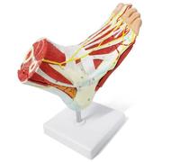 YNIYUJKL Modelo Anatómico del Esqueleto del Pie con Huesos, Músculos, Ligamentos Y Nervios. Fácil De Montar para La Enseñanza Y El Estudio En Aulas De Medicina.