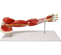 YNIYUJKL Modelo Anatómico del Músculo del Brazo Humano: Tamaño Real, Desmontable, con 7 Partes Que Incluyen Vasos Sanguíneos Y Nervios, para La Enseñanza Y Demostración Médica.