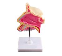 YNIYUJKL Modelo Anatómico Humano Modelo De Anatomía De La Cavidad Humana Modelo De Estructura Nasal Ampliada para Material Didáctico En Educación Médica