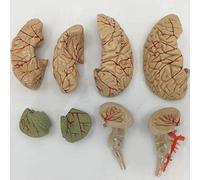 YNIYUJKL Modelo Anatómico Humano Modelo De Anatomía del Cerebro Humano Estructura del Tronco Encefálico Y El Cerebelo para La Enseñanza Médica Y La Educación Médica