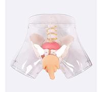 YNIYUJKL Modelo Anatómico Modelo De Cateterismo Transparente Modelo De Maniquí para Enseñanza Modelo De Entrenamiento En Práctica Médica Modelo Humano F
