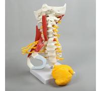 YNIYUJKL Modelo Avanzado De Columna Cervical Humana para La Enseñanza De La Anatomía: Modelo De Columna Cervical, Modelo De Arteria Carótida, con Tronco Encefálico, Músculos Y Tórax. M
