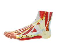 YNIYUJKL Modelo De Anatomía Plantar, Músculo del Pie Humano con Bandas Musculares