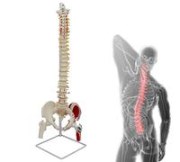 YNIYUJKL Modelo De Columna Vertebral Humana, Modelo Realista De Médula Espinal con Orígenes E Inserciones Musculares, Textura Ósea Detallada para El Aprendizaje Y La Exhibición Médica.