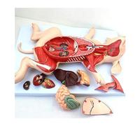 YNIYUJKL Modelo De Embrión Porcino, Herramienta De Aprendizaje Veterinario para Anatomía Animal, Órganos Viscerales, Estructuras Musculares Y Nerviosas para Uso Educativo.