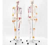 YNIYUJKL Modelo De Esqueleto A Tamaño Real, Anatomía Esquelética con Orígenes E Inserciones Musculares, Además De Esqueleto Ligamentoso para Consultorios Médicos Y Aulas Educativas.