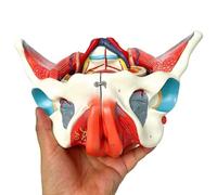 YNIYUJKL Modelo De Pelvis Femenina Humana con Músculos del Suelo Pélvico, Vasos Sanguíneos, Nervios Y Órganos Extraíbles para Exhibición Didáctica, 4 Partes.