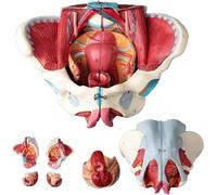 YNIYUJKL Modelo De Pelvis Femenina Humana para Estudio Anatómico con Órganos, Músculos del Suelo Pélvico, Vasos Sanguíneos Y Nervios Extraíbles.