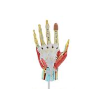 YNIYUJKL Modelo Desmontable De 7 Partes De Músculos De La Mano, Articulación De La Mano, Músculo Esquelético, Nervio Vascular, Muñeca Y Anatomía del Esqueleto para La Enseñanza.