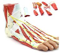 YNIYUJKL Modelo Didáctico, Modelo Anatómico Médico del Esqueleto del Pie con Ligamentos, Modelo De Esqueleto, Modelo De Ligamentos Neurovasculares Y Músculos De La Articulación del Pie